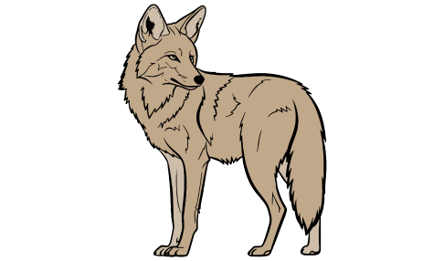Illustration of a coyote
