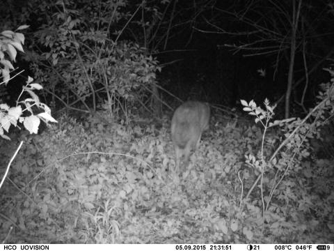 Black and white trailcam photo of the tail and back of a coyote