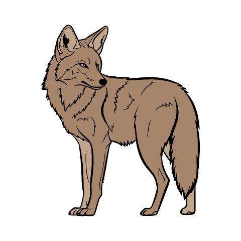 Coyote Illustration